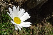 50 Margheita d'Alpe